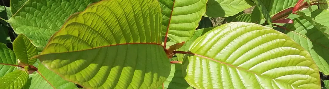 Red Sumatra Kratom Complete Guide: How to Use and What to Expect