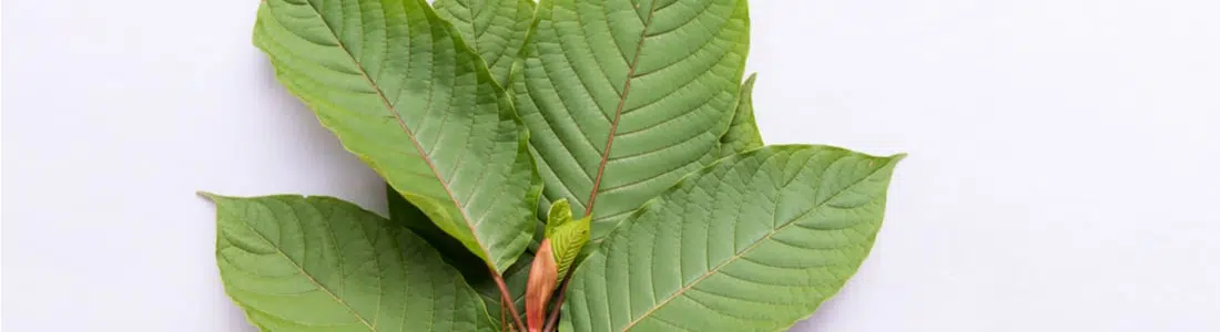 Red-Vein-Kratom-leaves