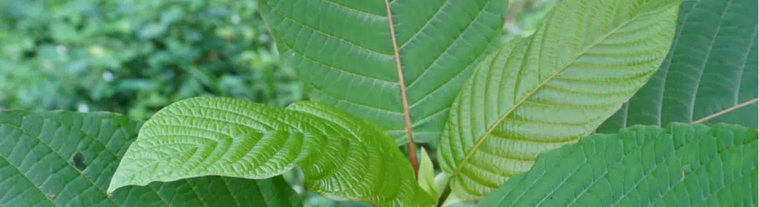 Red Vein Thai Kratom Review: Uses & Serving Size Suggestions