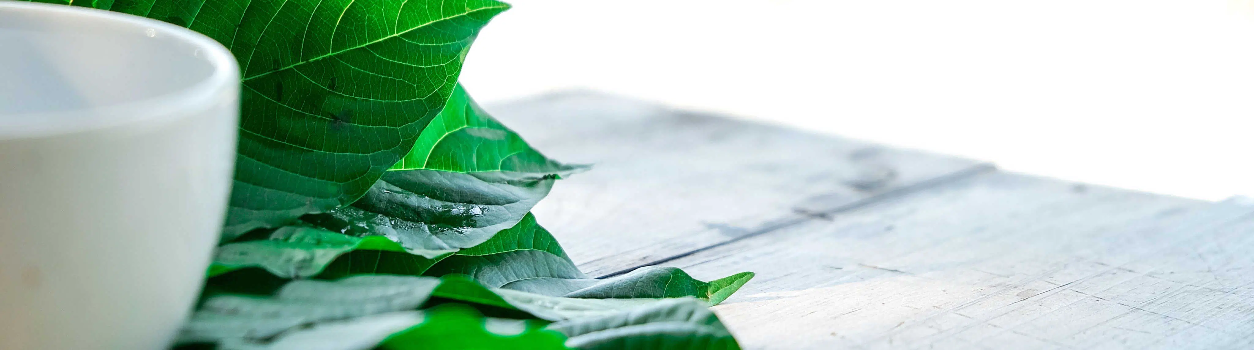 image of kratom leaves