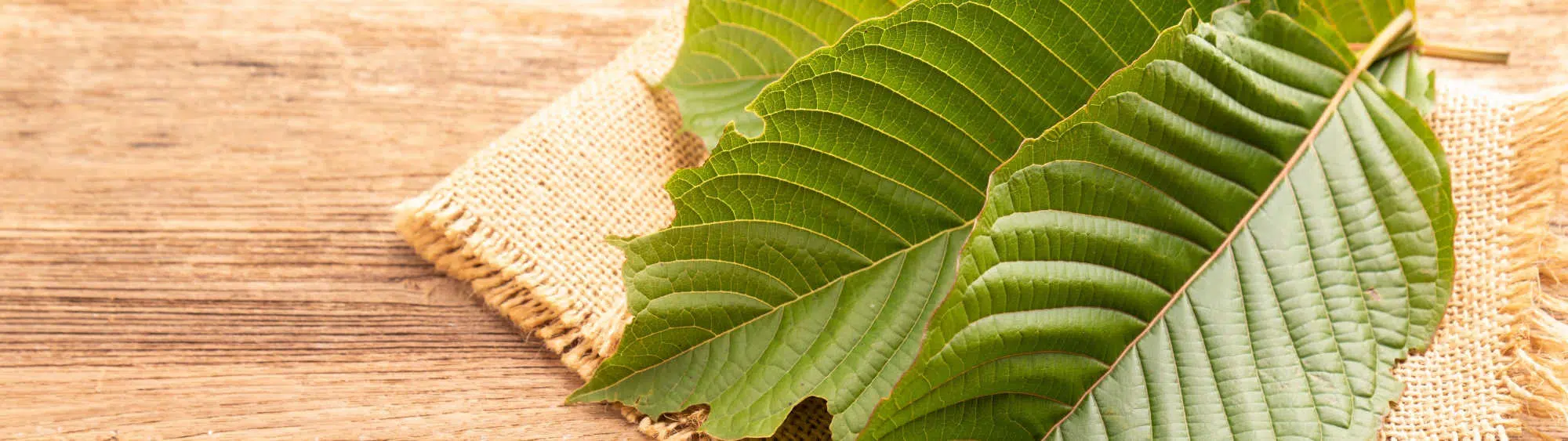 image of kratom leaves