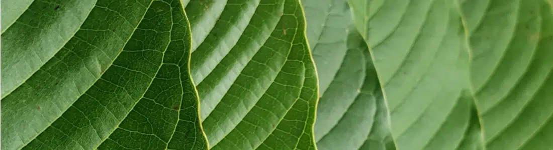 Review on White Malay Kratom: Benefits and Effects