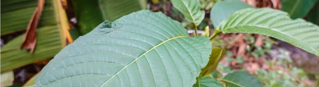 White Vein Thai Kratom: Full Review