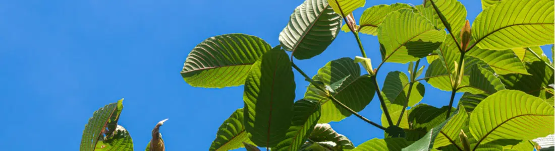 Kratom-leaves