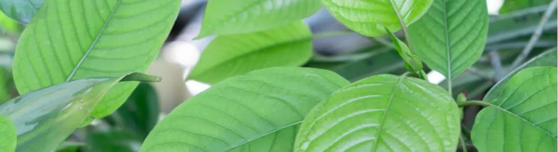 Complete Guide of Yellow Thai Kratom: Its Benefits and What to Expect