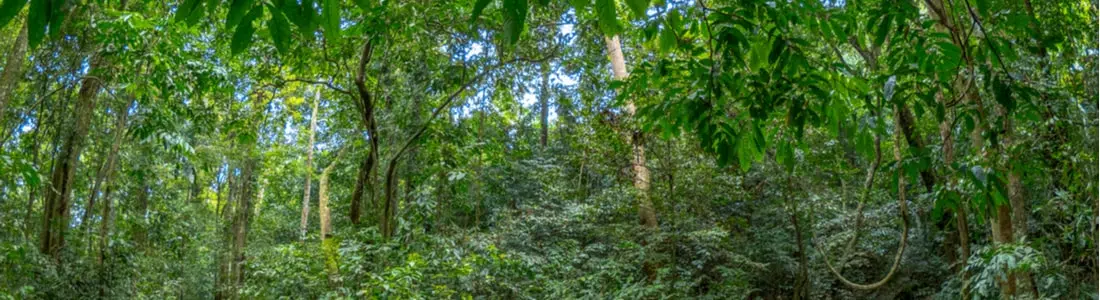 Complete Review of Yellow Vietnam Kratom – Benefits & Effects