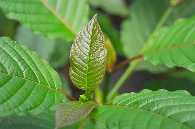 Super Indo Kratom, from Indonesia, is known for its well-balanced benefits.