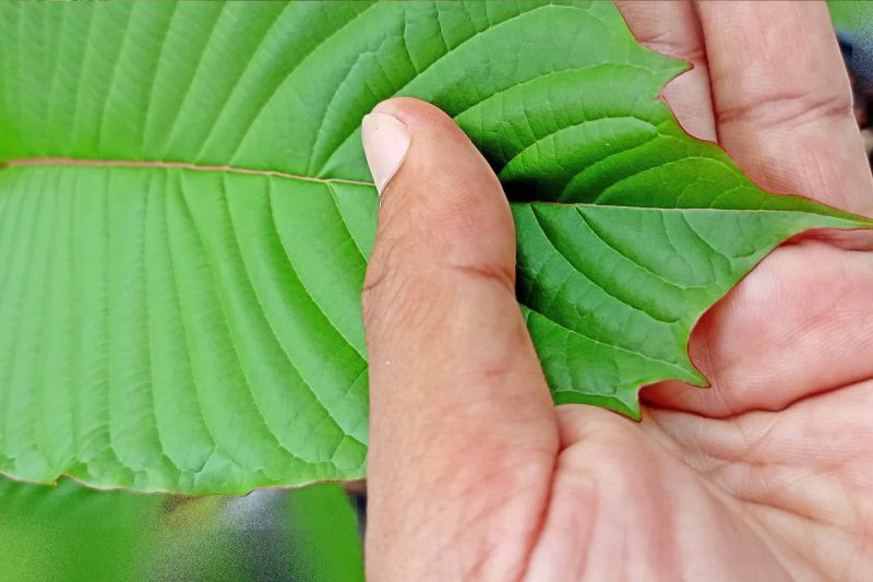 Super Indo Kratom, from the largest alkaloid-rich leaves, offers pronounced benefits.