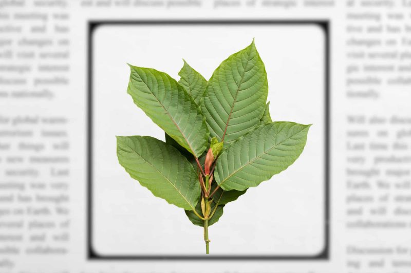 Golden Monk keeps customers informed about kratom news and scientific breakthroughs.
