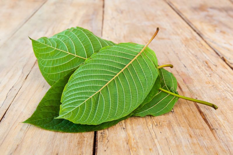 Kratom Legality in Maryland