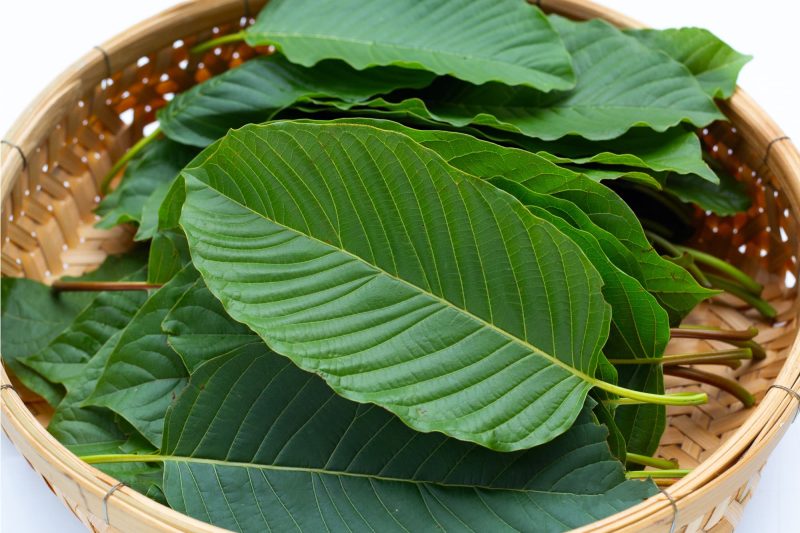Kratom Legality in Tennessee