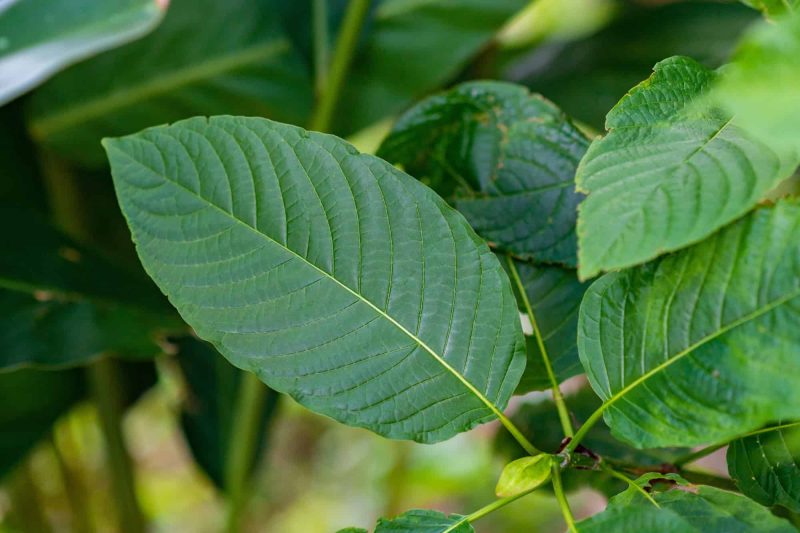 Green Borneo Kratom grows on Borneo, an Indonesian island.