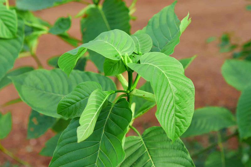 Effects and benefits of Green Maeng Da Kratom.