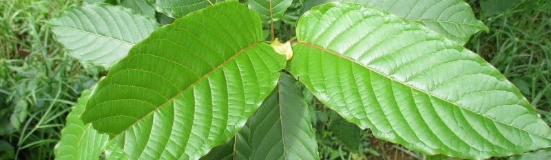 image of kratom leaf