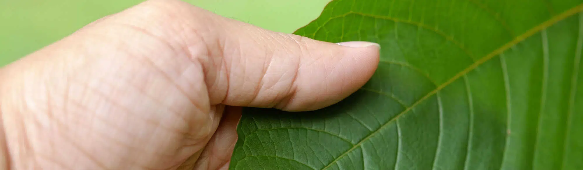 image of kratom leaves