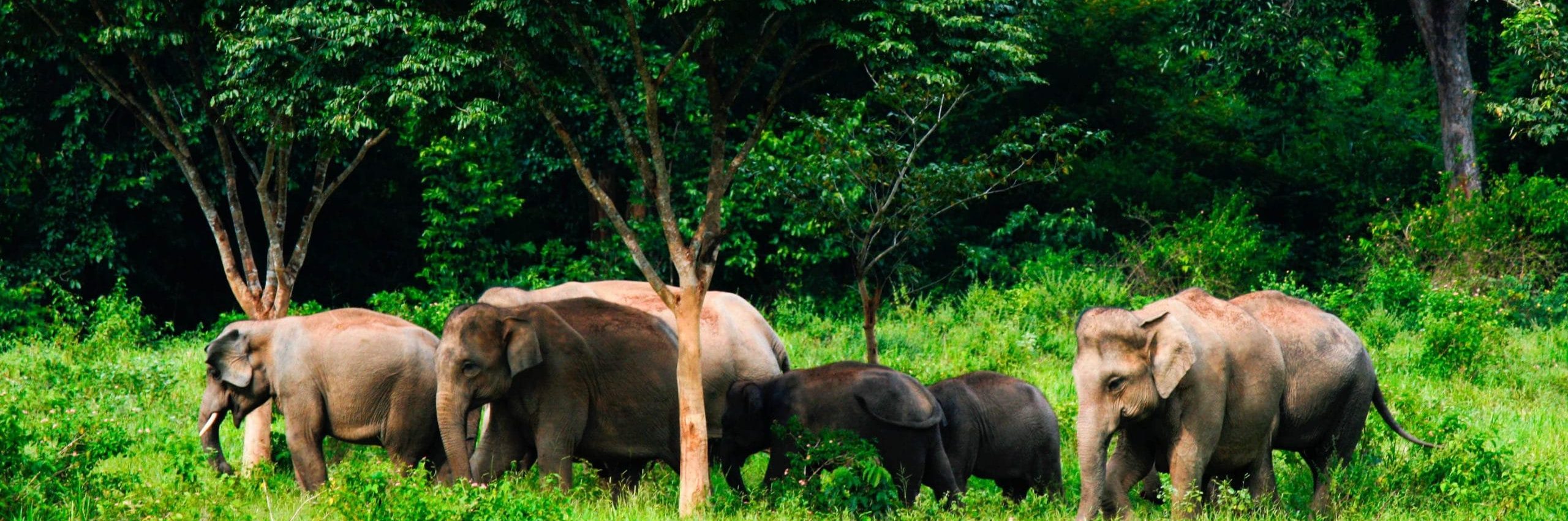 image of pygmy elephant in the borneo forest