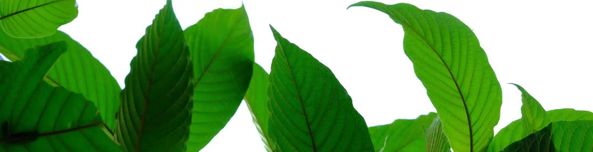 image of kratom