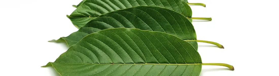 kratom