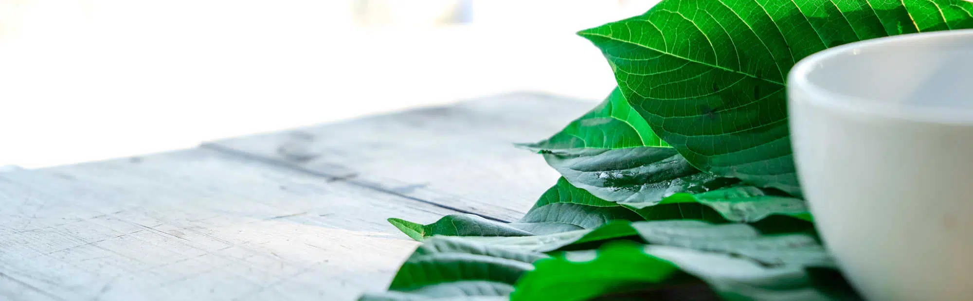 image of kratom leaf