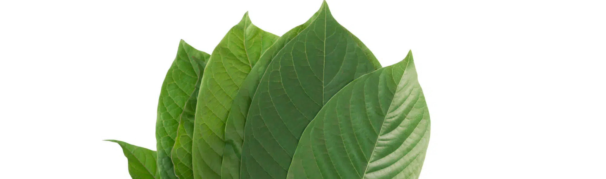 image of kratom leaves