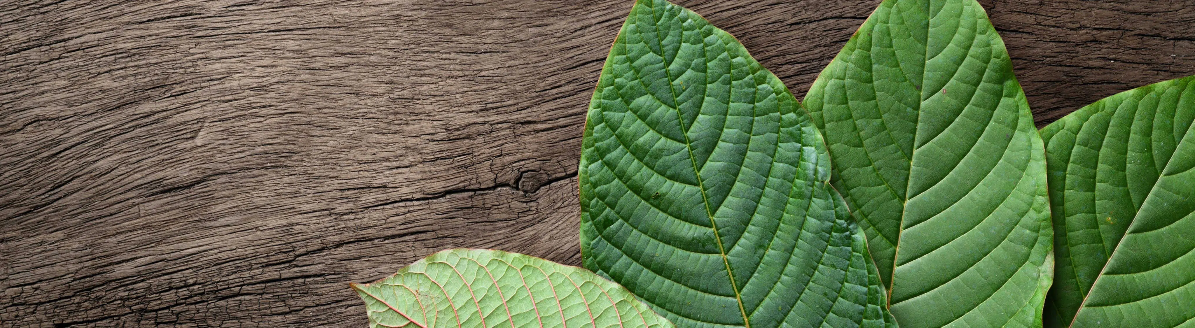 image of kratom leaves