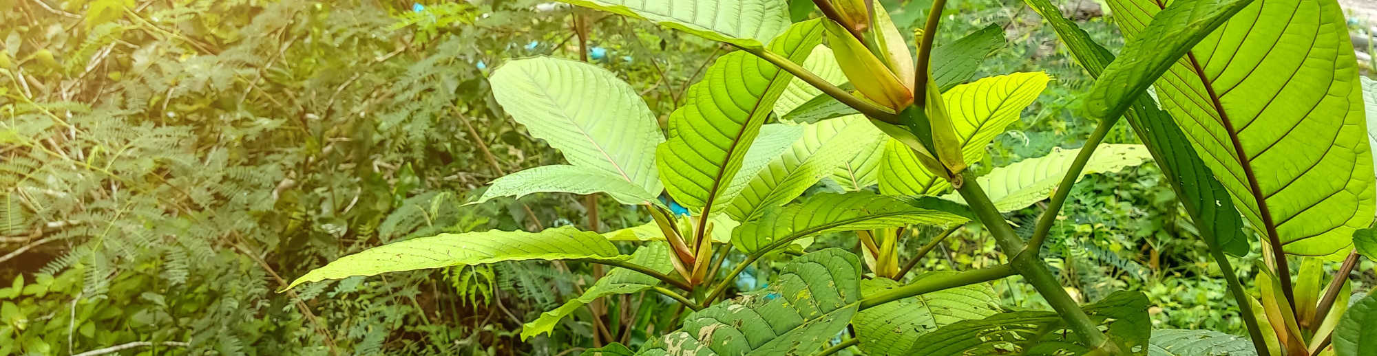 image of kratom leaves