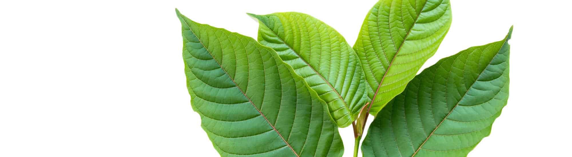 image of kratom leaves