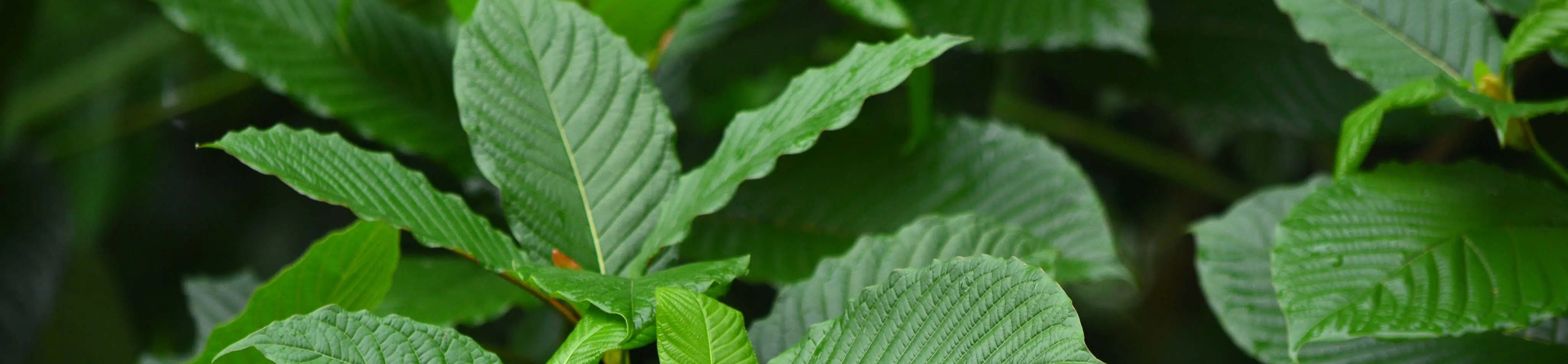 image of kratom leaves