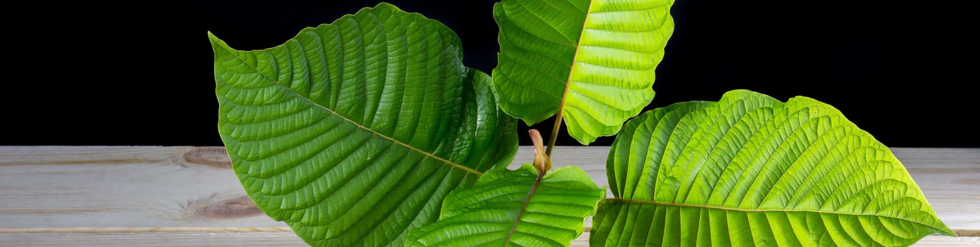 image of kratom leaves