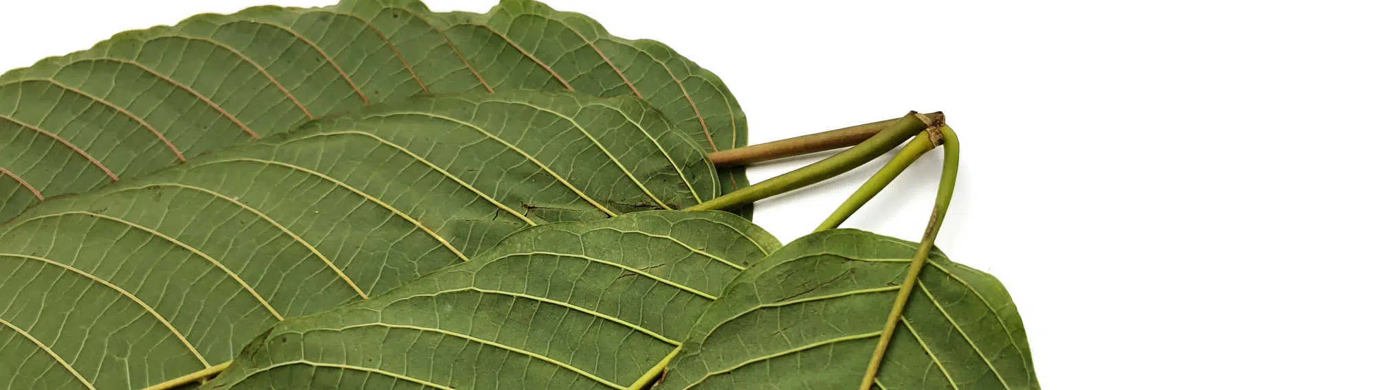 image of kratom leaves