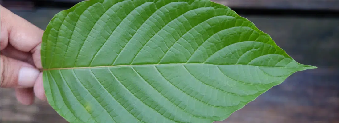 kratom-strains