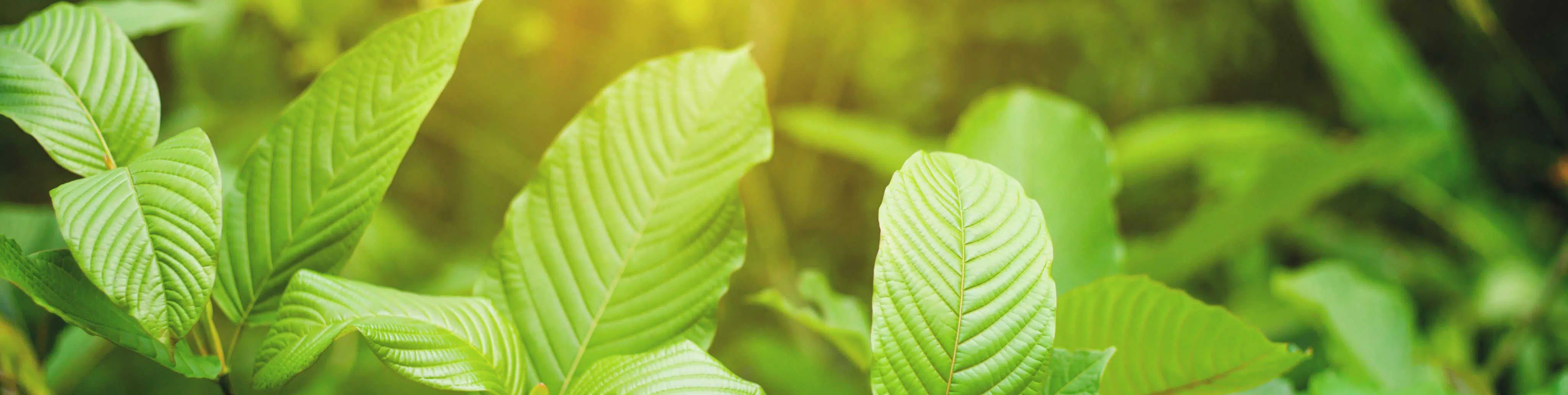 image of mitragyna speciosa in tulsa