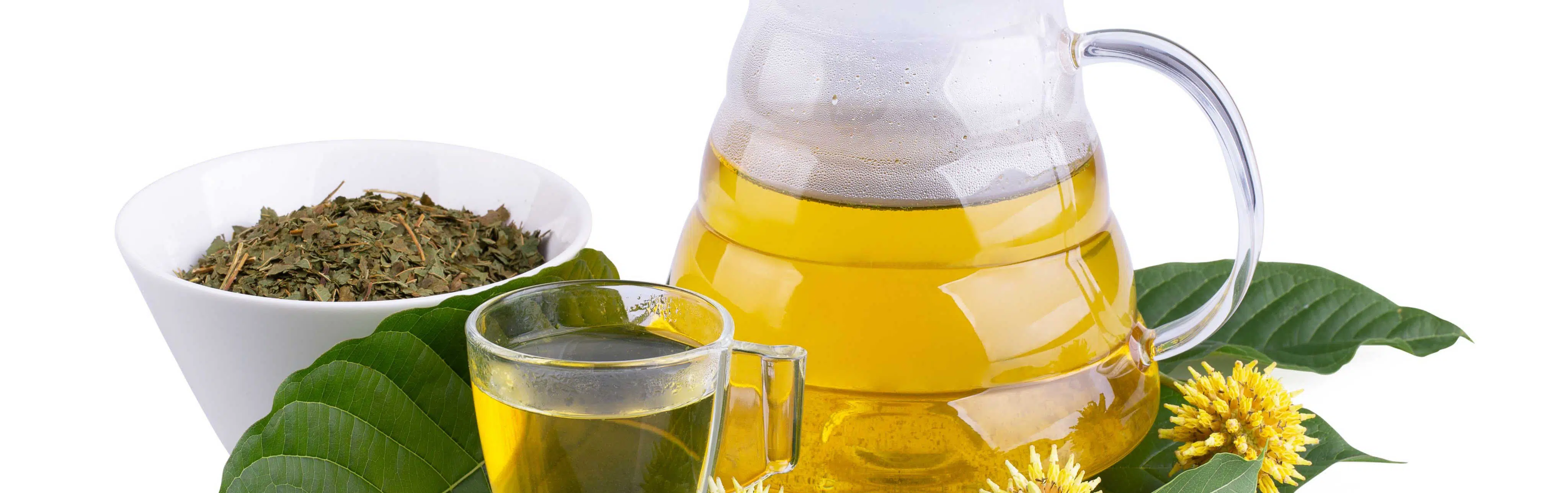 image of mitragyna speciosa maine kratom