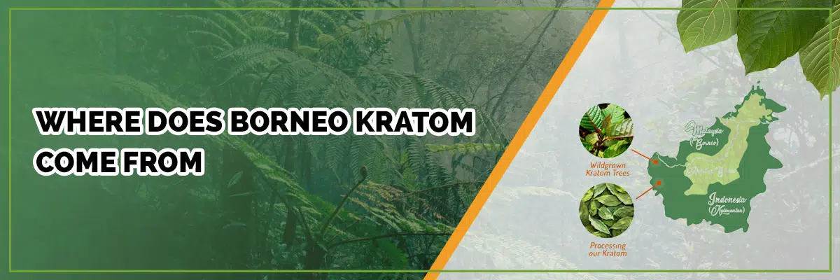 Where Does Borneo Kratom Come From? A Brief Discussion on Its Origins
