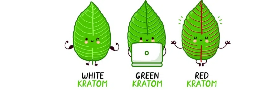 image of sosa speciosa kratom