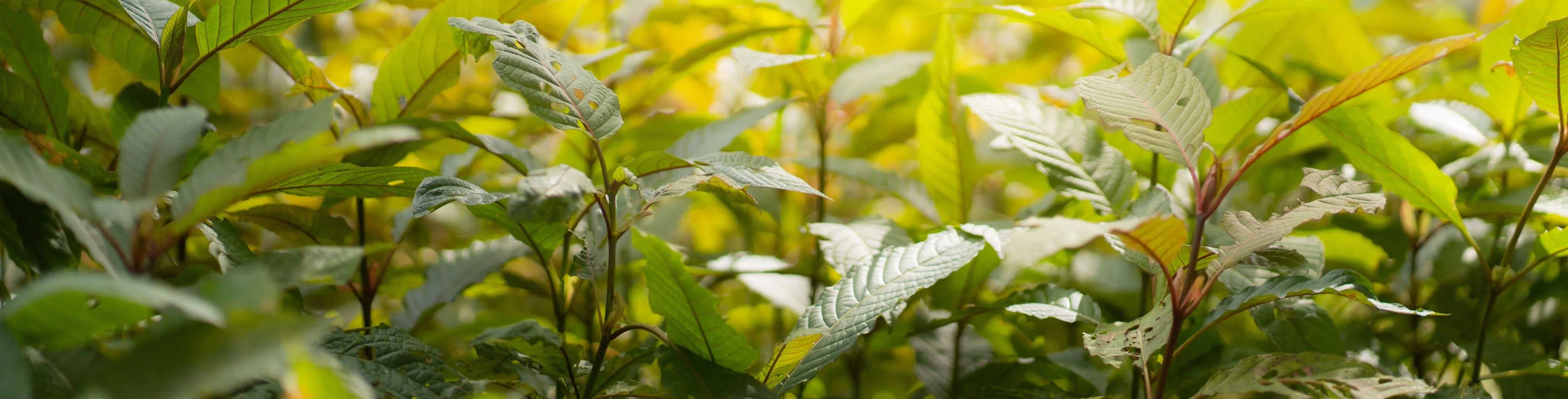 image of kratom garden