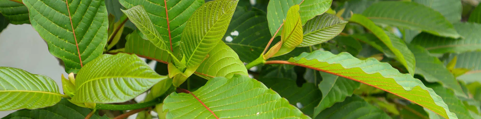 image of kratom leaves