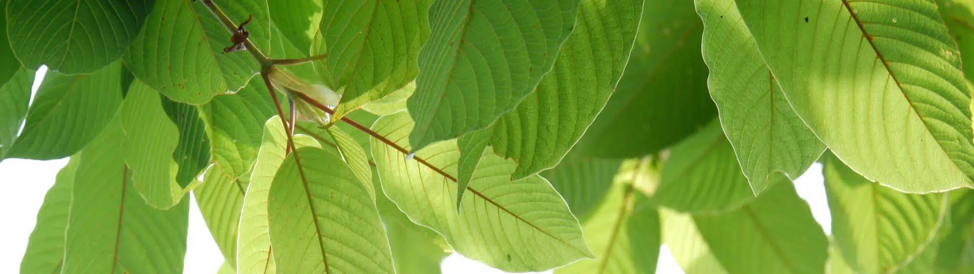 image of kratom leaf